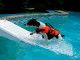 Rampe de sauvetage piscine SKAMPER RAMP V2 pour chiens et chats