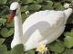 Figurine de jardin CYGNE Ubbink H54,5 cm - Autre vue